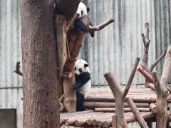 -成都大熊猫繁育研究基地
