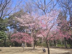 -井之头恩赐公园