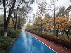 -大兴滨河森林公园