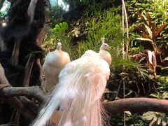 -正佳雨林生态植物园