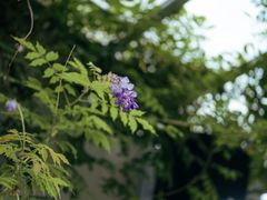-花苑里咖啡(威远店)