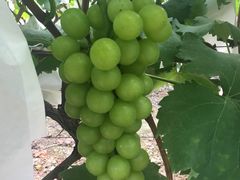 -马陆小张葡萄园农家乐