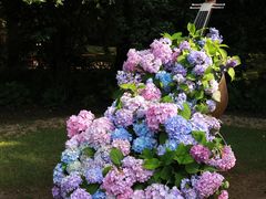 -上海共青森林公园