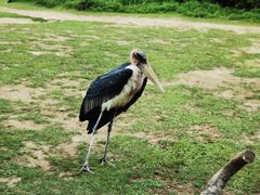 -广州长隆野生动物世界