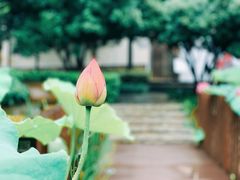 -陈家山荷花公园