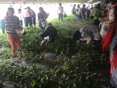 -杨柳青园艺科技博览园