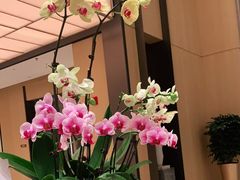 -广州奥园喜来登酒店