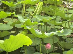 -莲花池公园