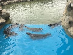 -华夏文旅海洋公园