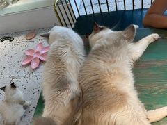 -喵喵咪呀布偶猫咖(春熙路店)