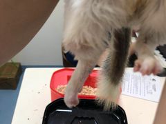 -瑞派·关忠动物医院·异宠专科·犬猫肿瘤·皮肤专科(望京店)