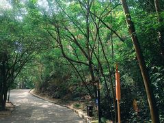 -中山市树木园