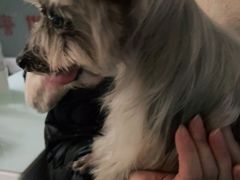 -宠福鑫康馨动物医院·骨科·眼科