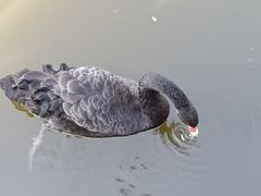 -合肥野生动物园