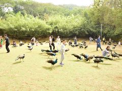 -西双版纳勐泐文化旅游区