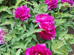 -莲花池公园