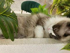 -喵喵咪呀布偶猫咖(春熙路店)