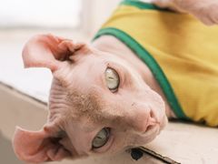 -有猫主题·治愈系猫咖(曾厝垵店)