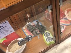 -龟与熊猫宠物公园(南坪店)