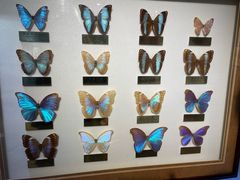 -上海昆虫博物馆