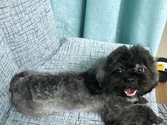 -PETKIT小佩宠物(古北店)