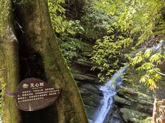 -中国大熊猫保护研究中心雅安碧峰峡基地