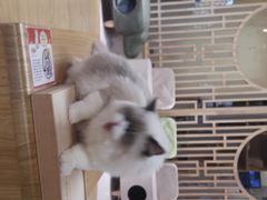 -猫和宫(六道口店)