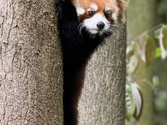 -都江堰中华大熊猫苑