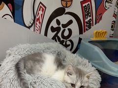 -糯米喵星人总部直营旗舰店·猫舍·幼猫出售