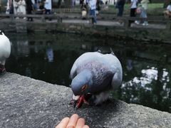 -西园寺