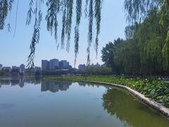 -莲花池公园