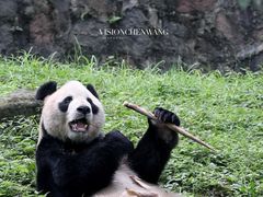 -都江堰中华大熊猫苑