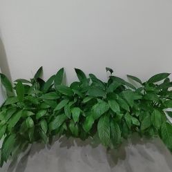 -序言科技美肤中心