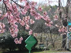 -顾村公园