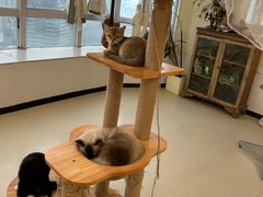 -共舞时光猫咖·狗咖(新街口店)