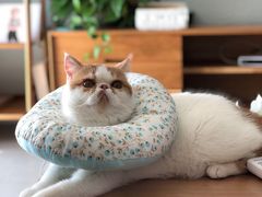 -宠爱国际动物医院· 猫科· 外科·中兽医(长白店)