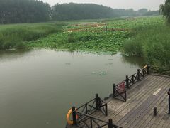 -微山湖红荷湿地景区