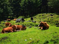 -硗碛藏寨·神木垒景区