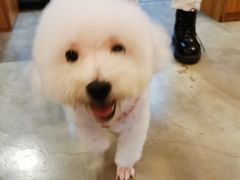 -PETKIT小佩宠物·低压洗护(国顺东路店)