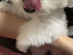 -天使宠物医院·犬猫分诊(彩虹店)