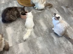 -楼上猫咖(罗湖店)