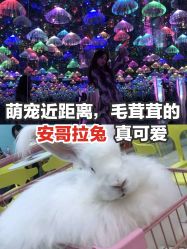-萌兔星空蹦床撸兔馆