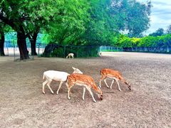 -北京麋鹿生态实验中心
