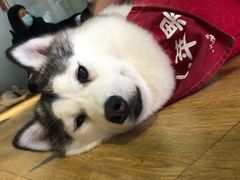 -Husky Go! 哈士奇体验馆·宠物咖啡厅狗咖