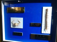 -上海昆虫博物馆