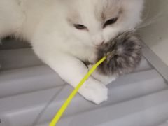 -喵的天空名猫咖啡馆·撸猫·猫舍·用品