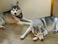 -Husky Go! 哈士奇体验馆·宠物咖啡厅狗咖