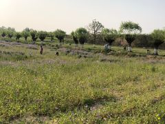 -汉长安城未央宫国家考古遗址公园