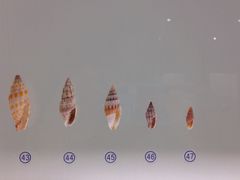 -青岛贝壳博物馆
