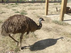 -新疆天山野生动物园